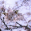 夢の中でみた桜
