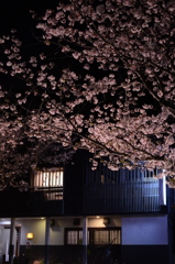 古き町並みの新しい夜桜