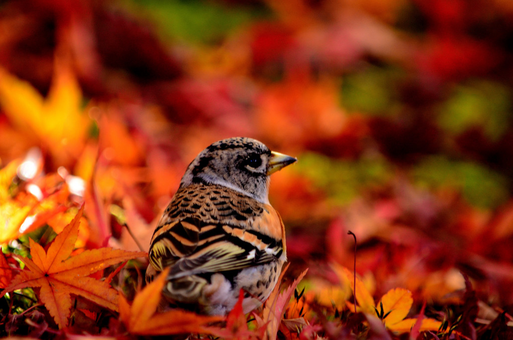 紅の森で遊ぶ