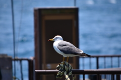 カモメカモメ