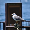 カモメカモメ