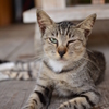 沖縄の猫さん