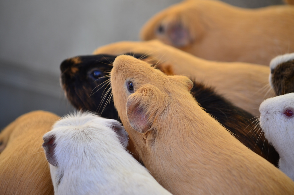 Swarm Guinea pig