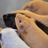 Swarm Guinea pig