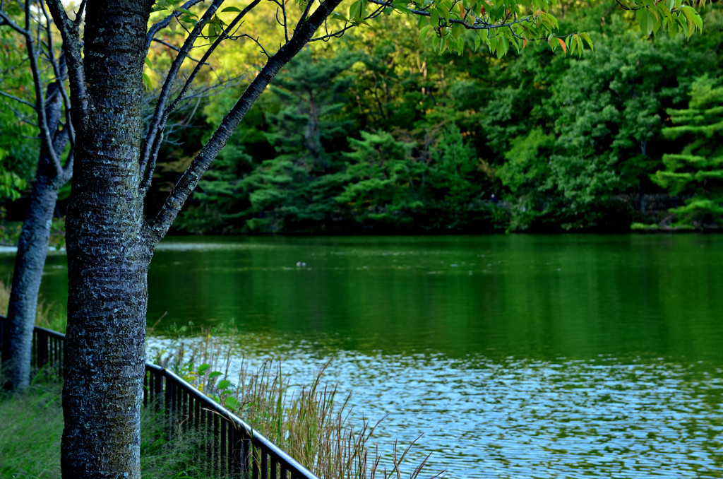 GREEN