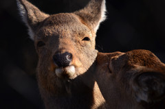 Happy Goral