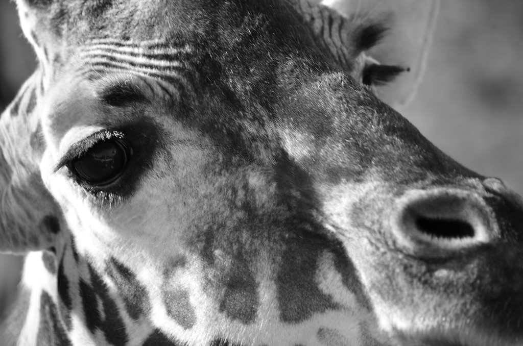 Throat up Giraffe