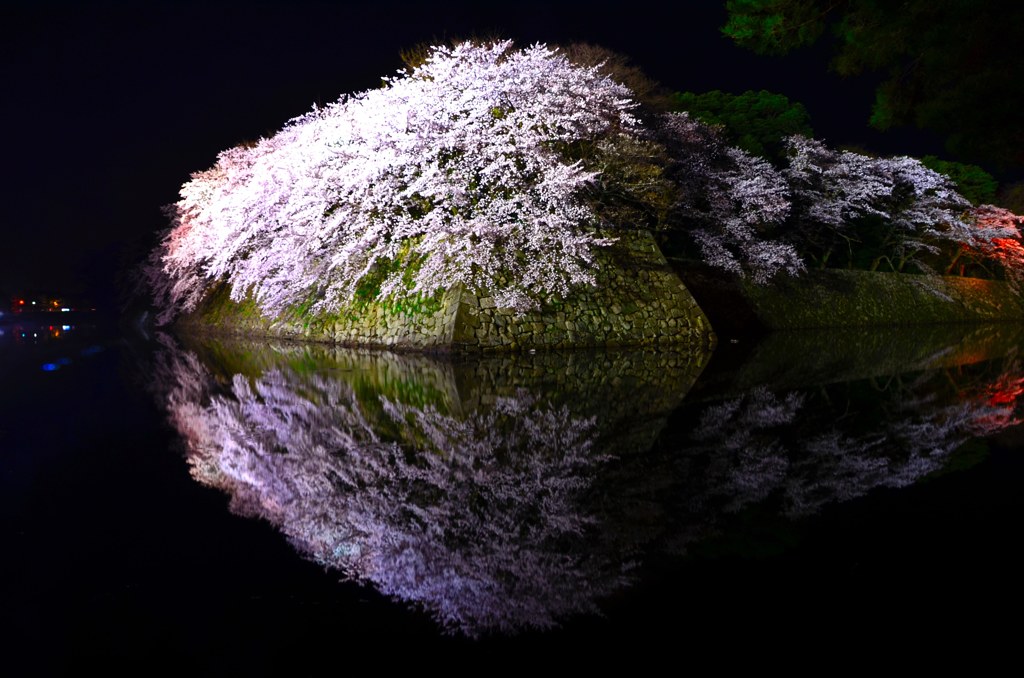 夜の水鏡桜