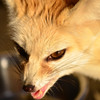 Anger Fennec