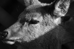 Lonely Goral