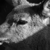 Lonely Goral