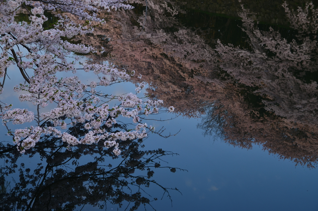 水面に咲く