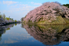 水鏡桜