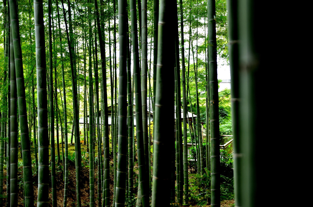 嵐山竹林