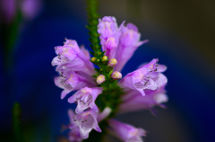 路地裏の花