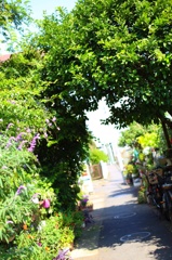 「葉っぱのアーチをくぐって」