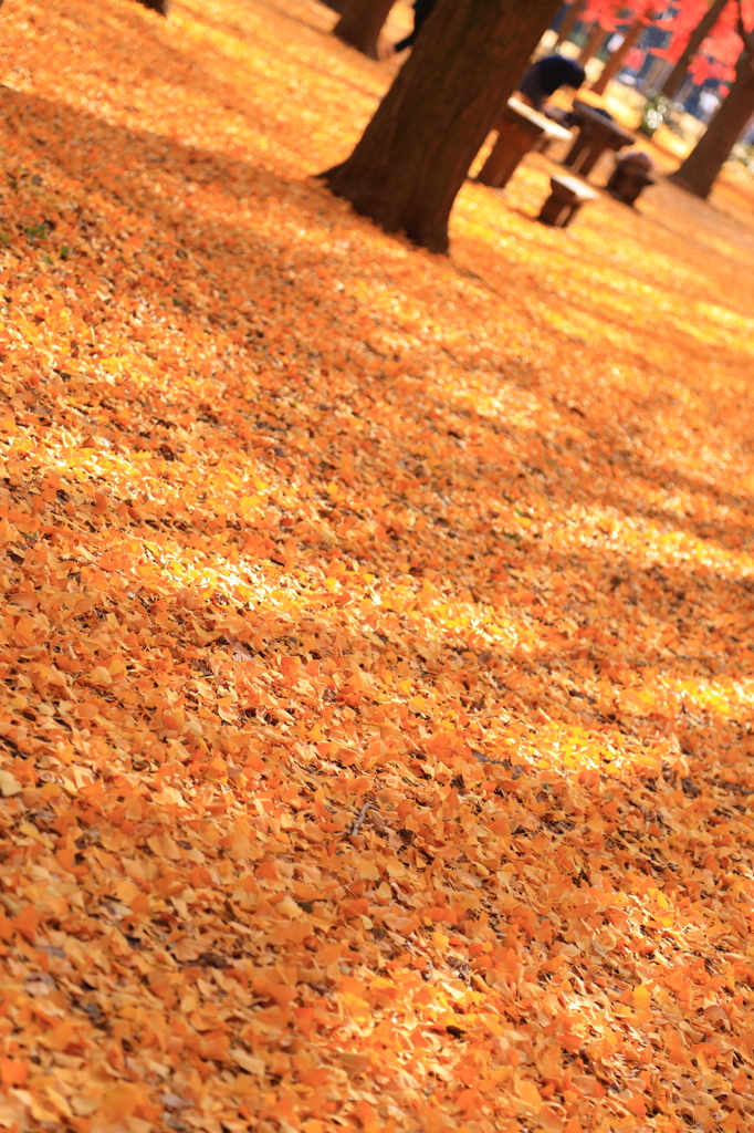 『Autumn color』