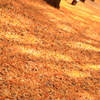 『Autumn color』