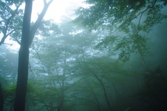 霧中に夢中