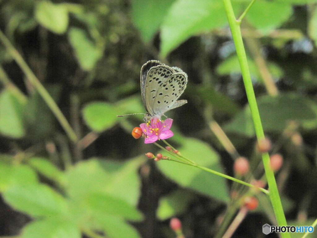 ハゼラン、承前