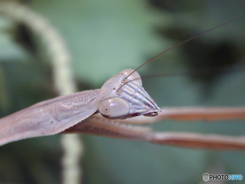 ウスバカマキリ