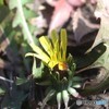 セイヨウタンポポ、雄性期