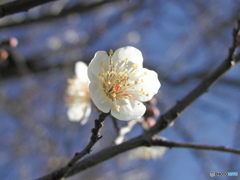 天満宮の白梅