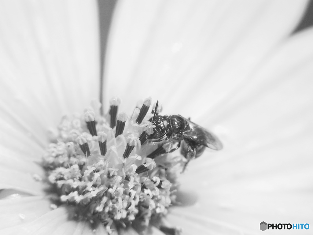 unidentified flower bee