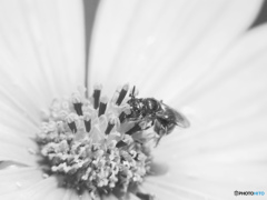unidentified flower bee