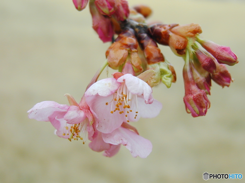 sakura