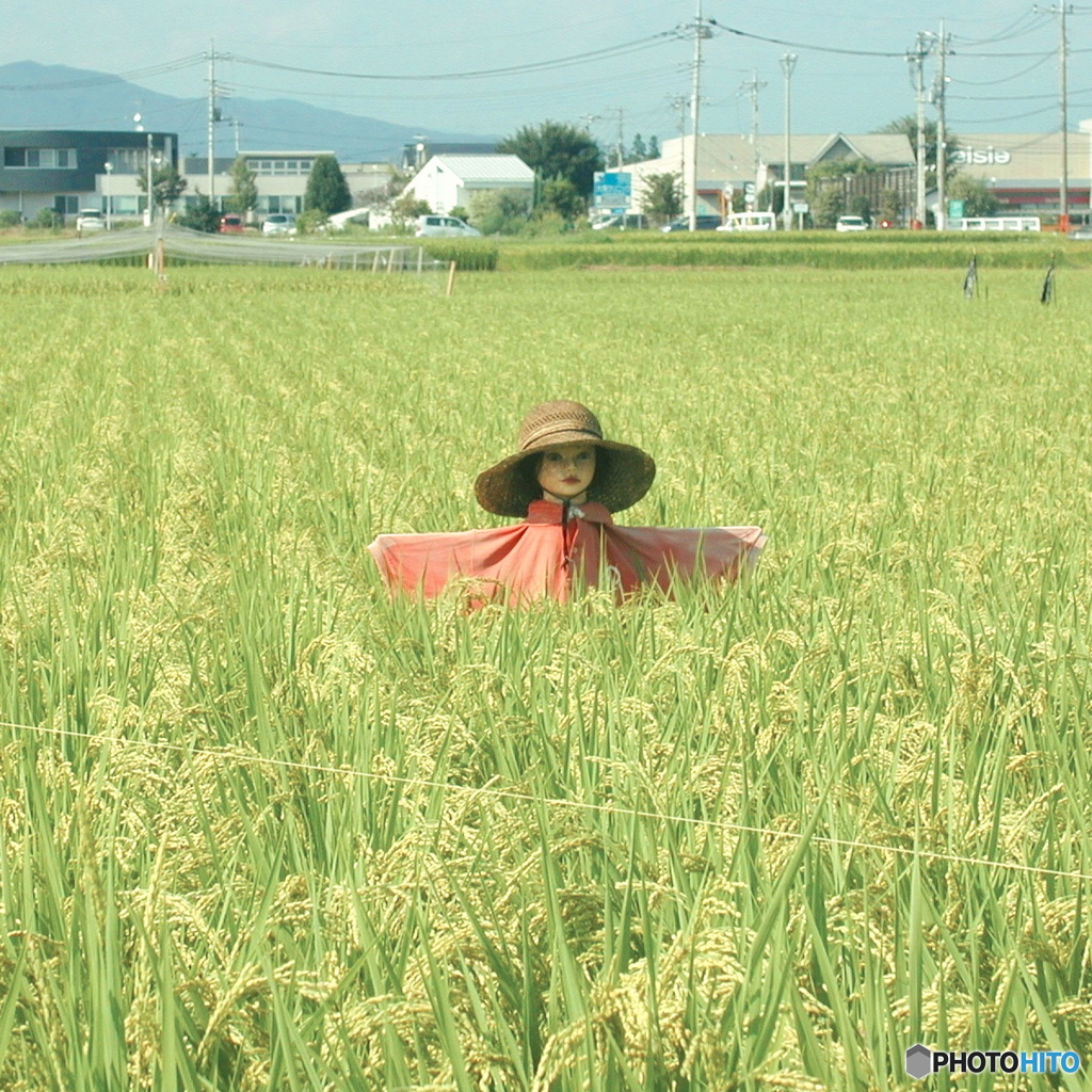 かかし