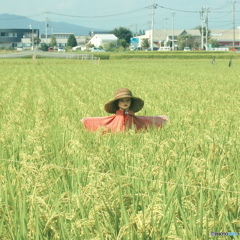 かかし
