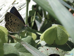 食草カタバミ