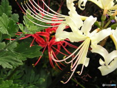 基本種と白花品種