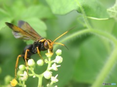 ベッコウクモバチ