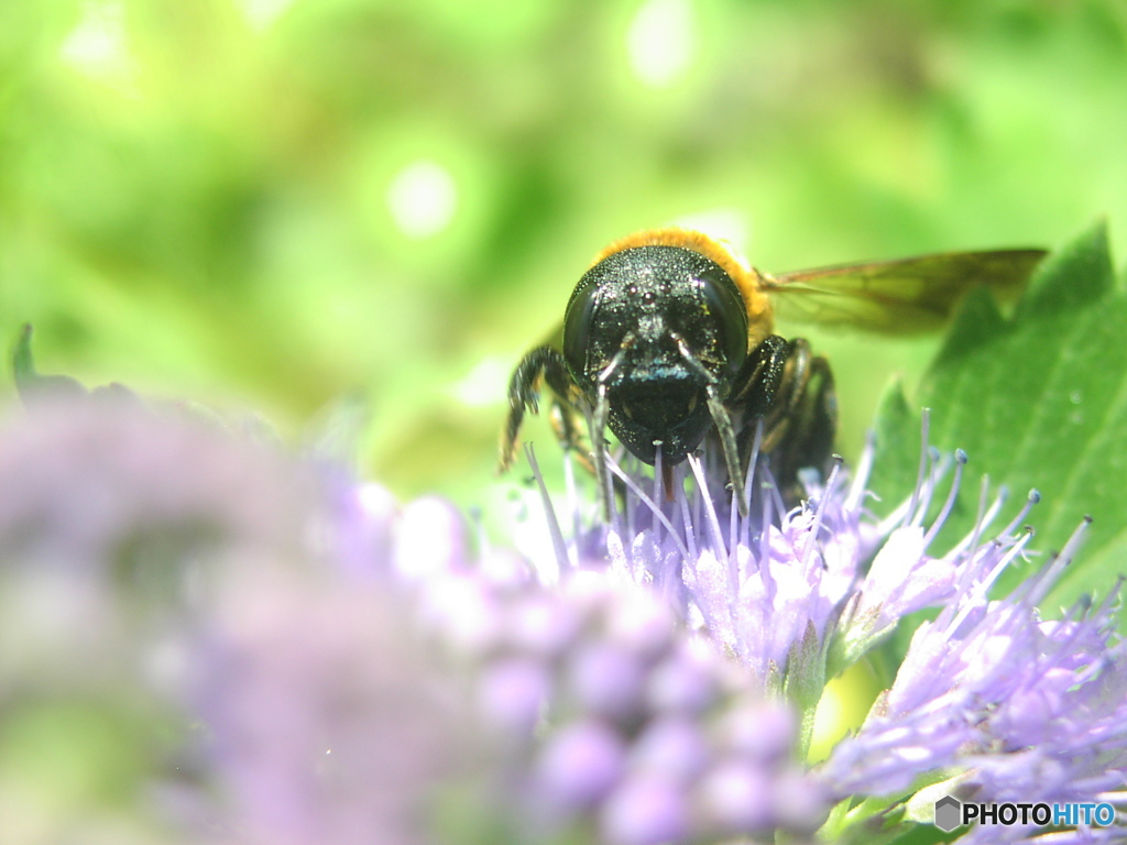 オオハキリバチ
