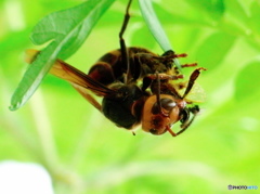 コガタスズメバチ