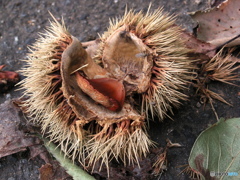 虚栗