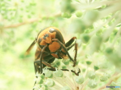 ウド