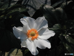 Japanese anemone