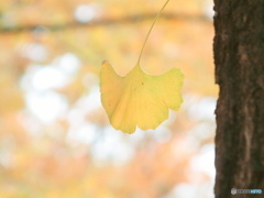 ginkgo