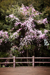 八女の桜