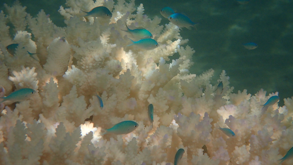 珊瑚の白化