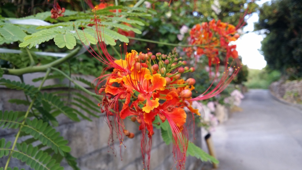 波照間島　花