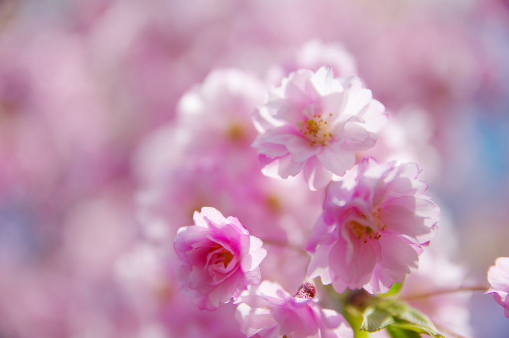 枝垂桜