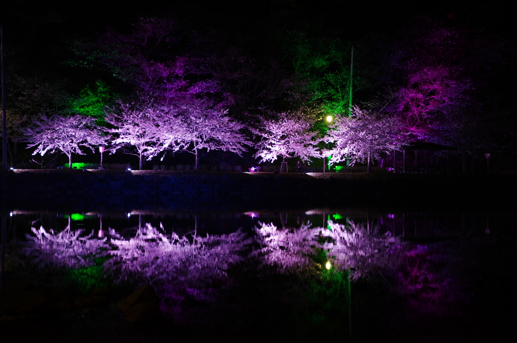 夜桜