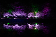 夜桜