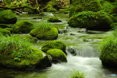 緑の流れ