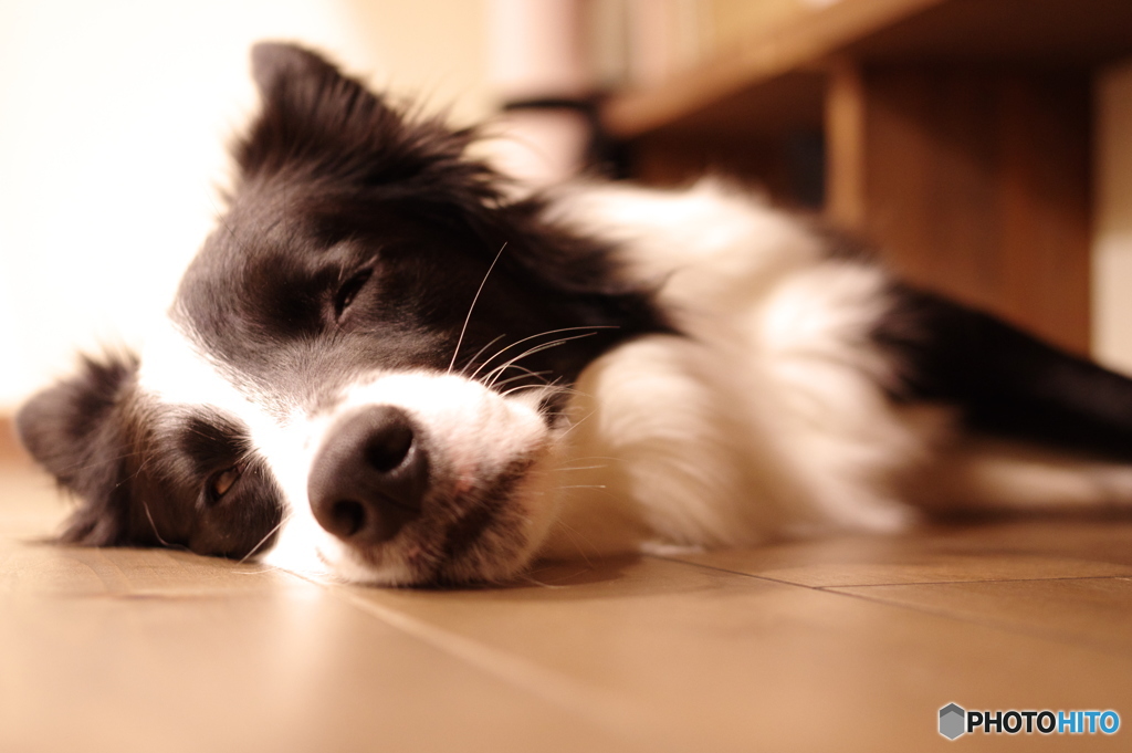 愛犬