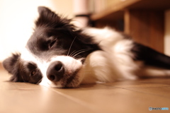 愛犬